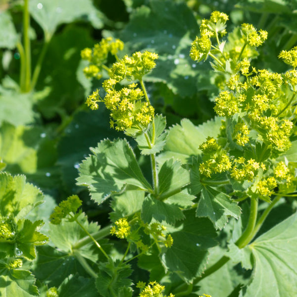 Alchemilla mollis - Großblättriger Frauenmantel
