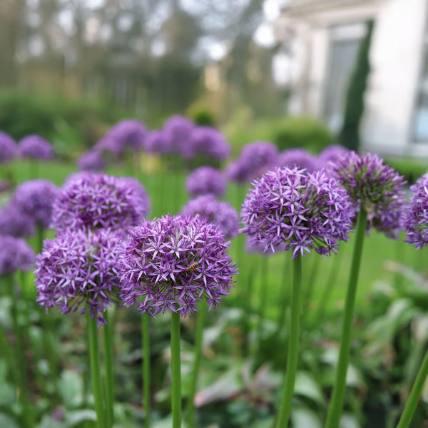 Blumenzwiebeln – Diverse Arten und Sorten