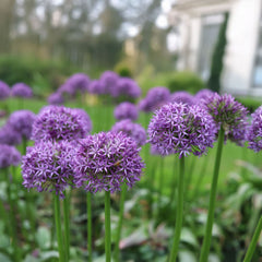 Blumenzwiebeln – Diverse Arten und Sorten