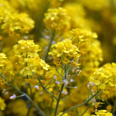 Alyssum saxatile 'Compactum Goldkugel' - Steinkraut