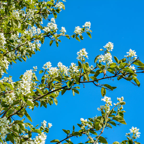 Amelanchier alnifolia  'Northline' - Erlenblättrige Felsenbirn 'Northline'