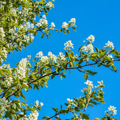 Amelanchier alnifolia  'Northline' - Erlenblättrige Felsenbirn 'Northline'