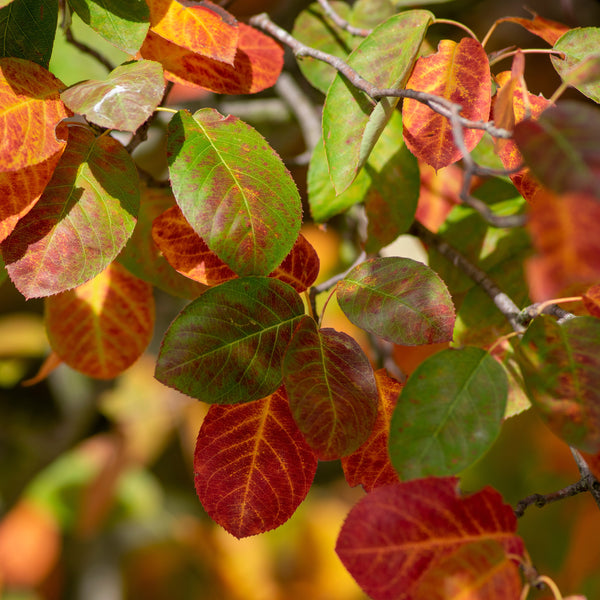 Amelanchier lamarckii - Kupfer-Felsenbirne