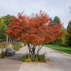 Amelanchier lamarckii 'Robin Hill' - Felsenbirne 'Robin Hill'