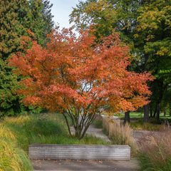 Amelanchier lamarckii - Kupfer-Felsenbirne