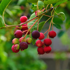 Amelanchier lamarckii 'Robin Hill' - Felsenbirne 'Robin Hill'