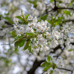Amelanchier lamarckii - Kupfer-Felsenbirne