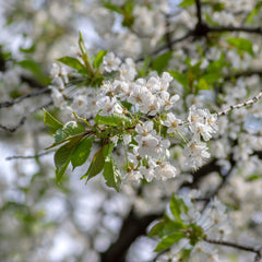 Amelanchier lamarckii - Kupfer-Felsenbirne