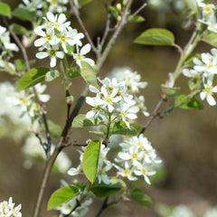Amelanchier lamarckii 'Robin Hill' - Felsenbirne 'Robin Hill'