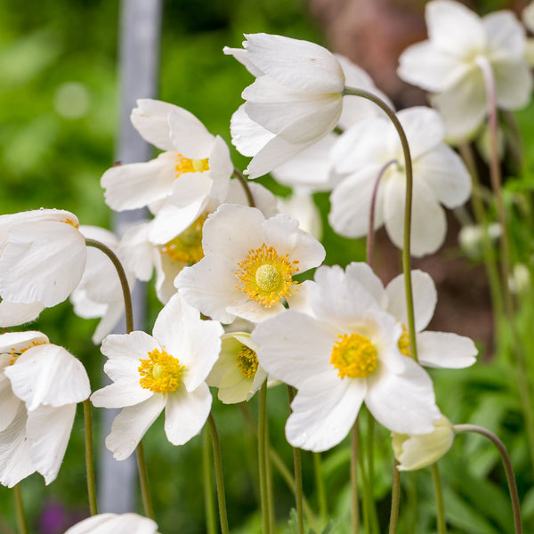 Anemone sylvestris - Großes Wald-Windröschen