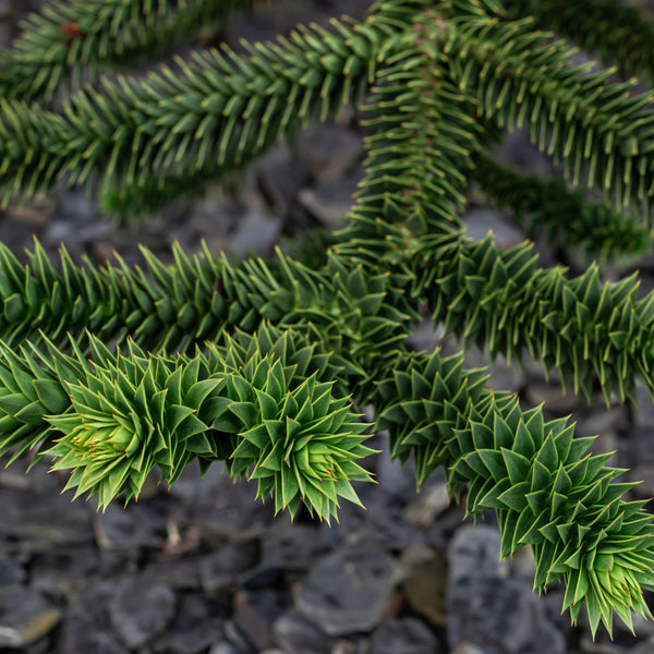 Araucaria araucana - Chilenische Schmucktanne