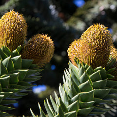 Araucaria araucana - Chilenische Schmucktanne