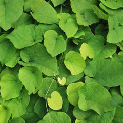 Aristolochia macrophylla - Pfeifenwinde