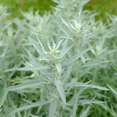 Artemisia ludoviciana 'Silver Queen' - Eberraute