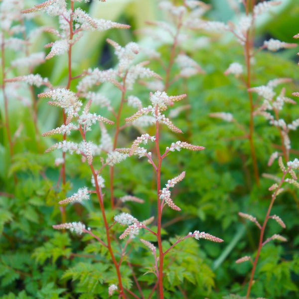 Aruncus aethusifolius - Geisbart