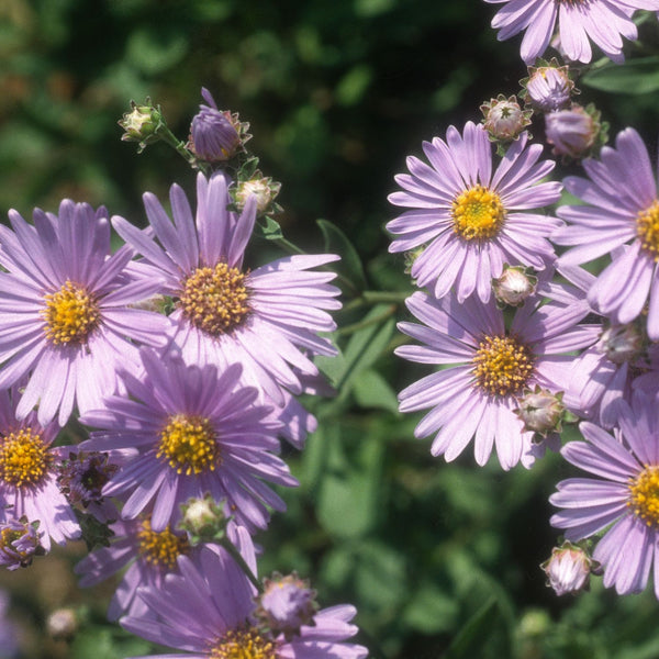 Aster amellus 'Rudolf Goethe' - Berg-Aster