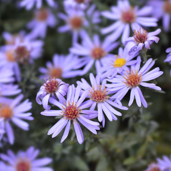 Aster dumosus 'Prof. Anton Kippenberg' - Kissen-Aster