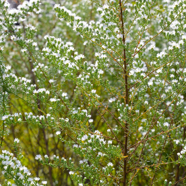 Aster ericoides 'Schneetanne' - Myrten-Aster