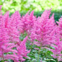 Astilbe × arendsii 'Cattleya' - Prachtspiere