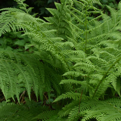 Athyrium filix-femina - Frauenfarn