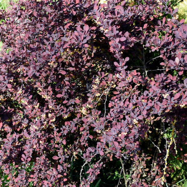 Berberis vulgaris 'Atropurpurea' - Berberitze