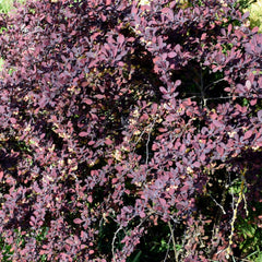 Berberis vulgaris 'Atropurpurea' - Berberitze