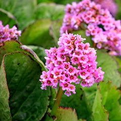 Bergenia cordifolia 'Herbstblüte' - Bergenie