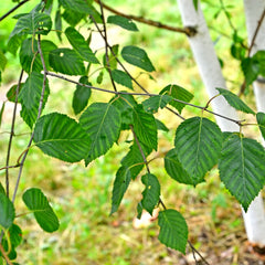 Betula utilis - Himalaya-Birke