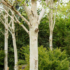 Betula utilis - Himalaya-Birke