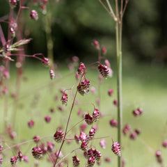 Briza media - Mittleres Zittergras