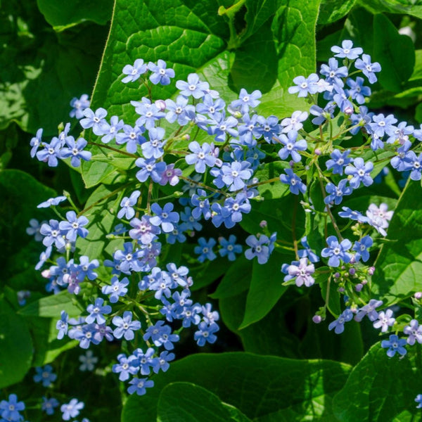 Brunnera macrophylla - Kaukasus-Vergissmeinnicht