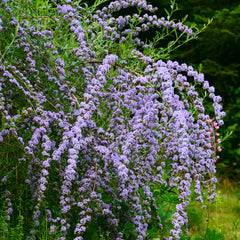 Buddleja alternifolia - Hänge-Sommerflieder