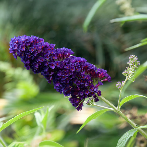 Buddleja davidii 'Black Knight' - Sommerflieder 'Black Knight'