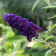 Buddleja davidii 'Black Knight' - Sommerflieder 'Black Knight'
