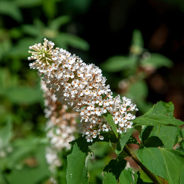 Buddleja davidii 'Buzz Ivory' - Zwerg-Sommerflieder 'Buzz Ivory'