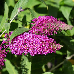 Buddleja davidii 'Buzz Pink Purple' - Zwerg-Sommerflieder 'Buzz Pink Purple'