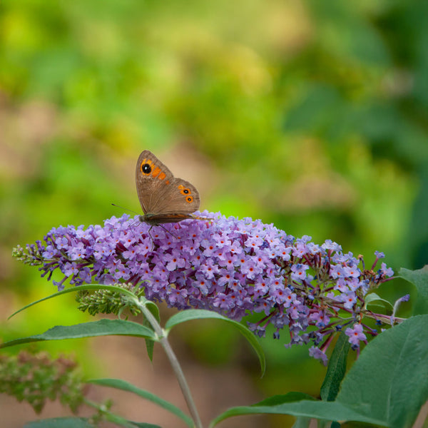 Buddleja davidii 'Buzz Violet' - Zwerg-Sommerflieder 'Buzz Violet'
