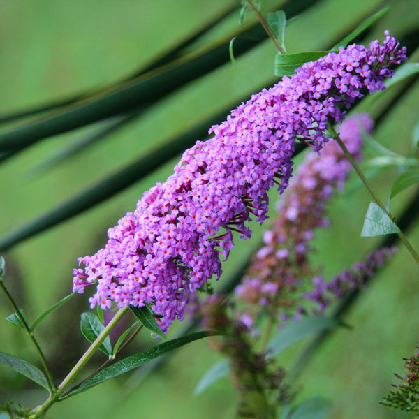 Buddleja davidii Butterfly Candy 'Little Lila' - Zwerg-Sommerflieder Butterfly Candy 'Little Lila'