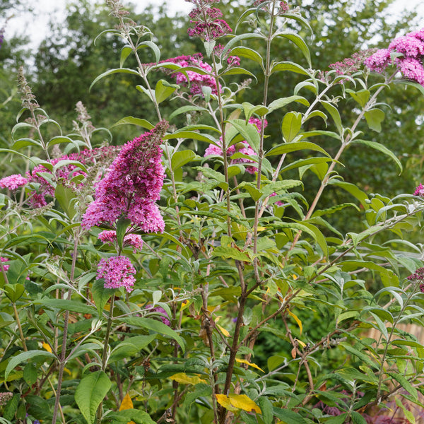 Buddleja davidii Butterfly Candy 'Little Pink' - Zwerg-Sommerflieder Butterfly Candy 'Little Pink'
