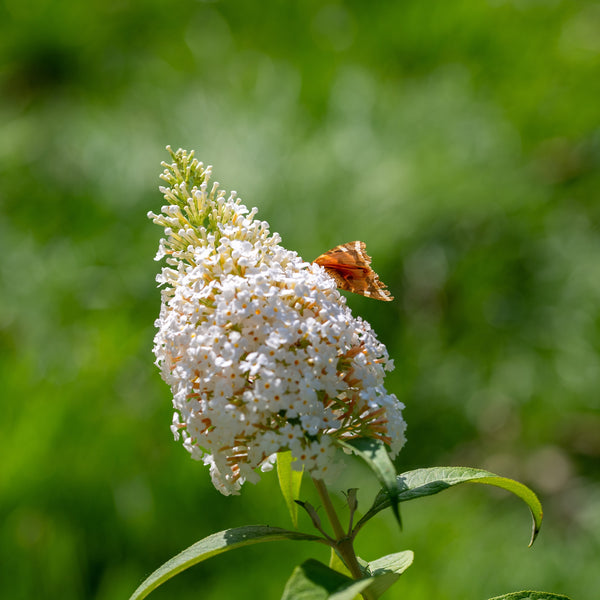 Buddleja davidii Butterfly Candy 'Little White' - Zwerg-Sommerflieder Butterfly Candy 'Little White'