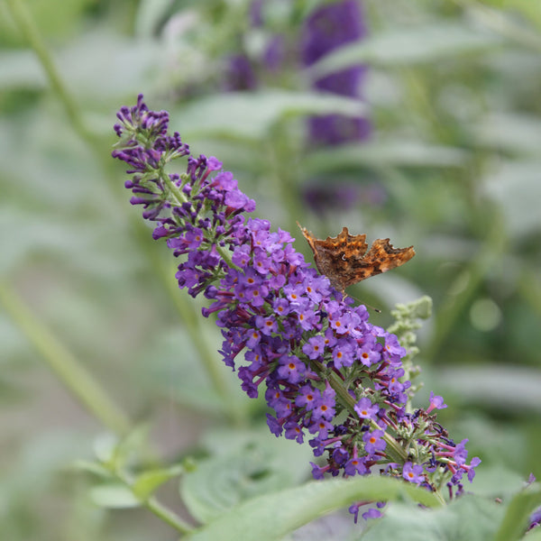 Buddleja davidii 'Nanho Blue' - Sommerflieder 'Nanho Blue'
