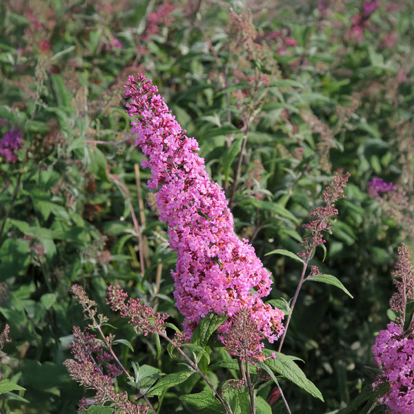 Buddleja davidii 'Pink Delight' - Sommerflieder 'Pink Delight'