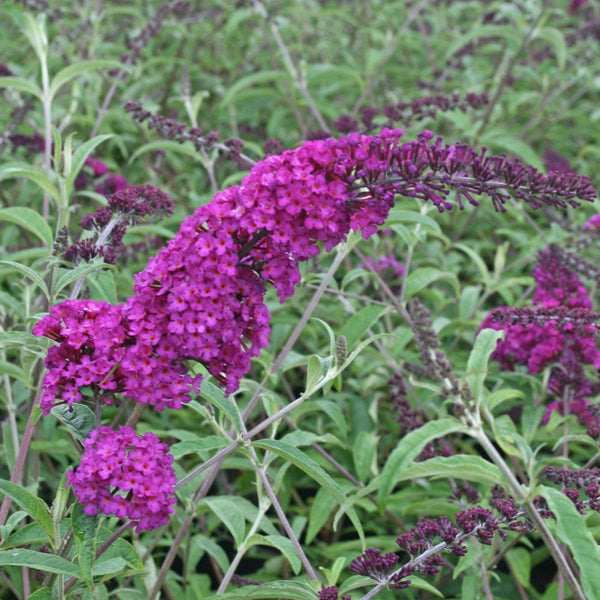 Buddleja davidii 'Royal Red' - Sommerflieder 'Royal Red'