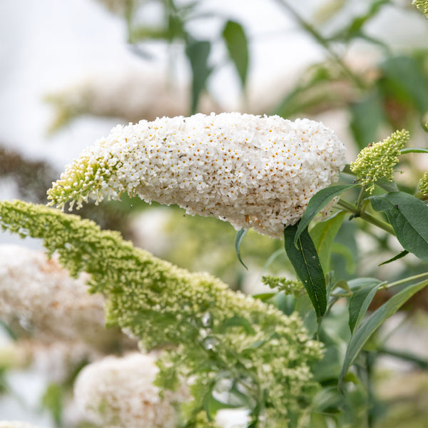 Buddleja davidii 'White Profusion' - Sommerflieder 'White Profusion'