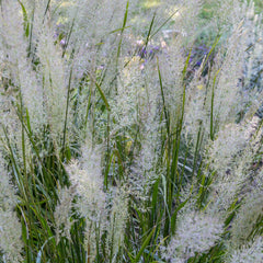 Calamagrostis brachytricha - Diamantgras