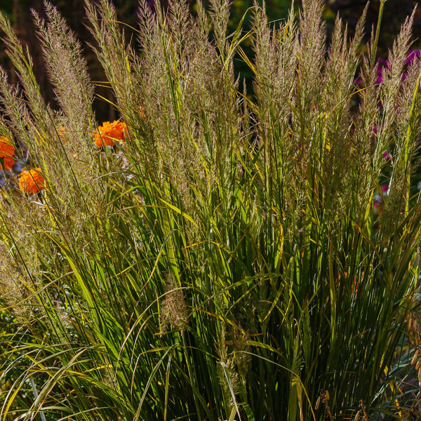 Calamagrostis x acutiflora 'Karl Foerster' - Diamantgras 'Karl Foerster'