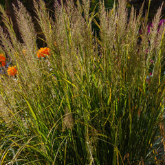 Calamagrostis x acutiflora 'Karl Foerster' - Diamantgras 'Karl Foerster'