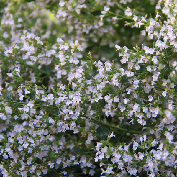 Calamintha nepeta 'Blue Cloud' - Bergminze