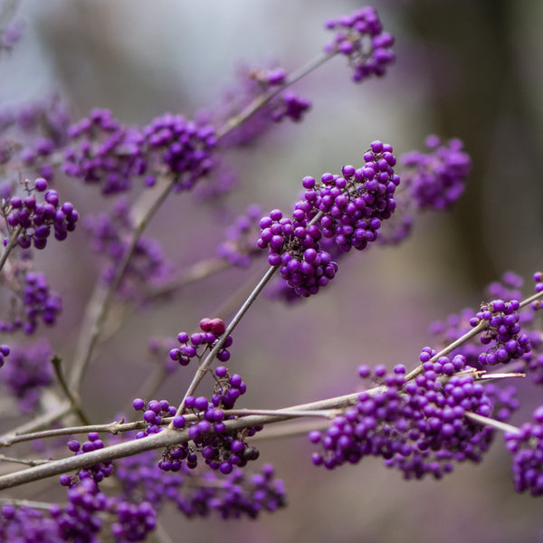 Callicarpa bodinieri var. Giraldii - Liebesperlenstrauch