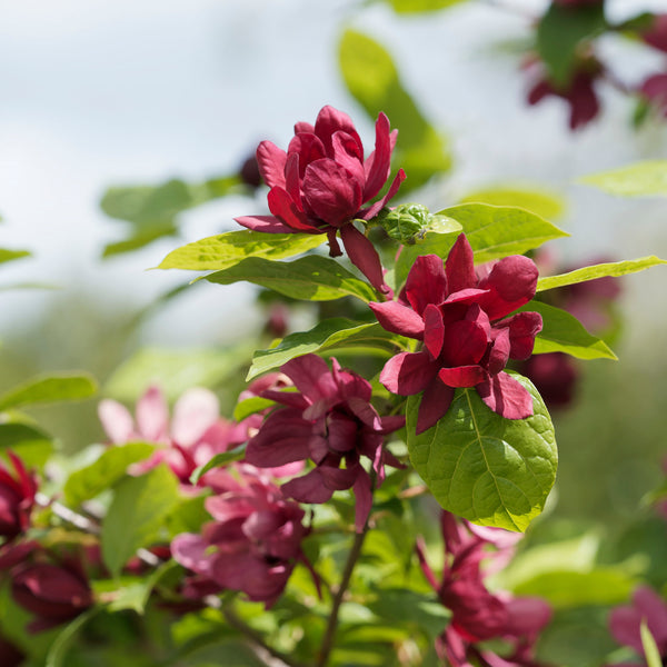 Calycanthus floridus 'Aphrodite' - Gewürzstrauch 'Aphrodite'